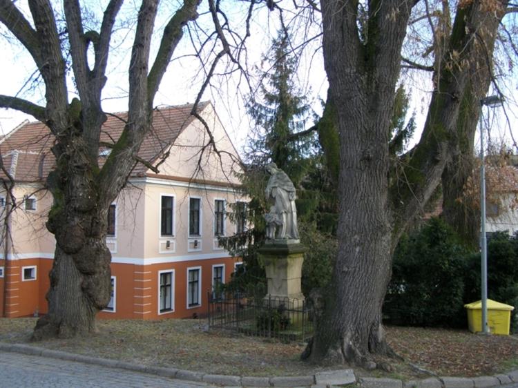 Lípy velkolisté (Tilia platyphyllos), Šitbořice (foto Petr Berka)(3)