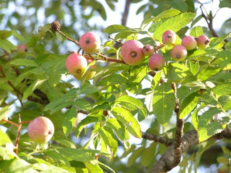 Plody jeřábu oskeruše (Sorbus domestica), Klobouky (foto Petr Berka)