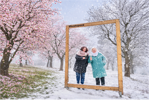 Kdy letos vykvetou hustopečské mandloně? Tipujte a vyhrajte!
