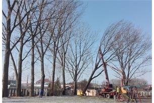 Nová výsadba začíná odstraňováním nemocných stromů