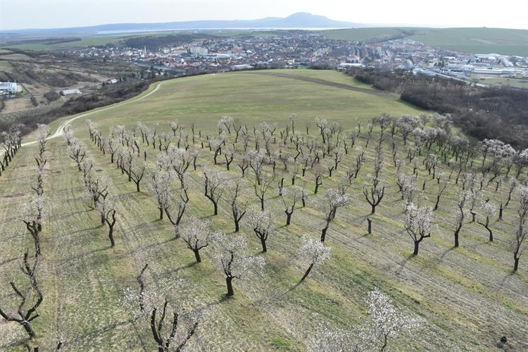 Ve středu 4. dubna se díky teplému dni ukázaly v plné parádě