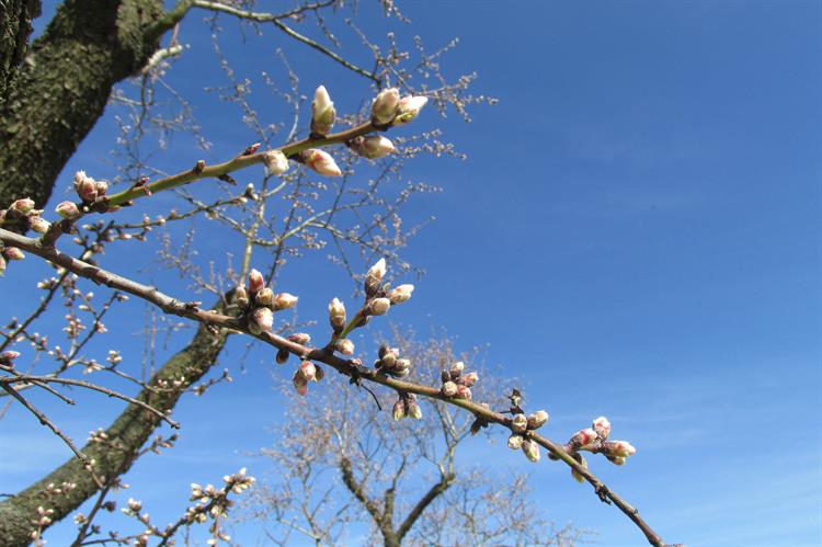 Ještě v úterý 3. dubna kvetly stromy jen ojediněle