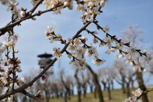 Největší mandloňový sad ve střední Evropě kvete! Tipovací soutěž má vítěze 
