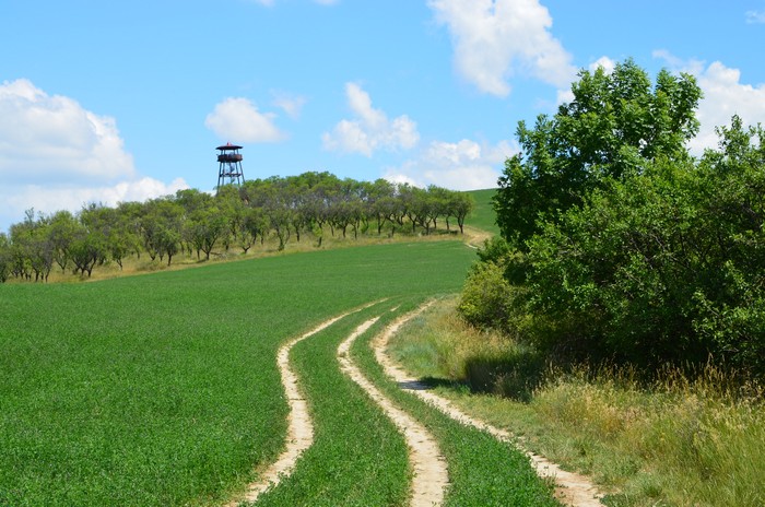 Wanderpfad durch Mandelgarten zum Aussichtsturm