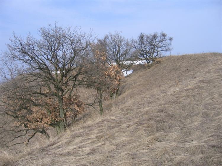 národní přírodní rezervace Pouzdřanská step - Kolby (foto Petr Berka)