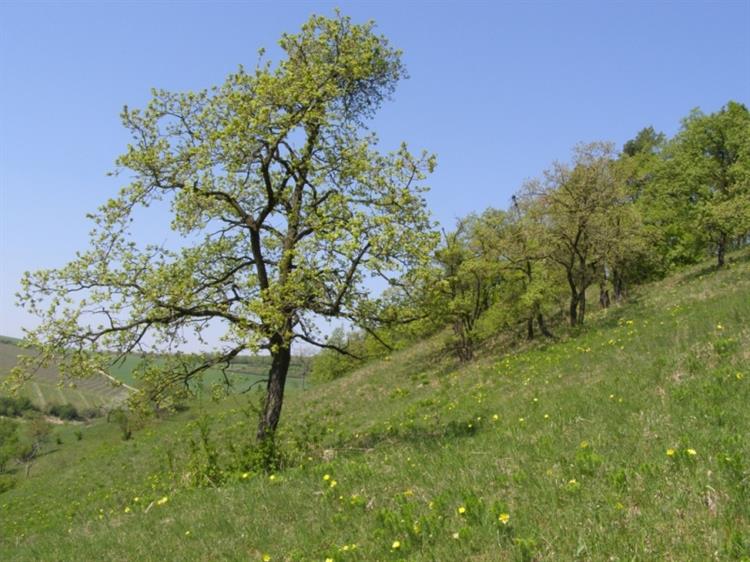 přírodní památka Jesličky, Němčičky (foto Petr Berka)(3)