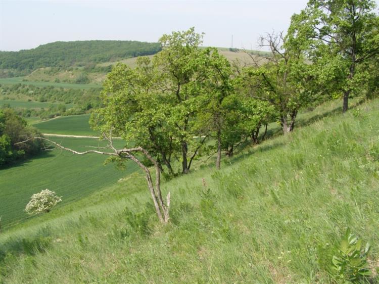 přírodní památka Jesličky, Němčičky (foto Petr Berka)(4)