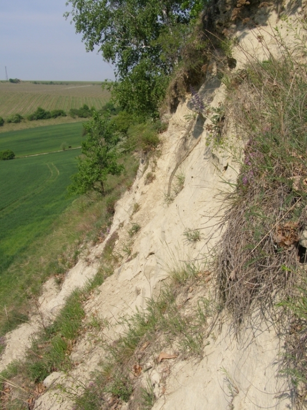 přírodní památka Jesličky, Němčičky (foto Petr Berka)(5)