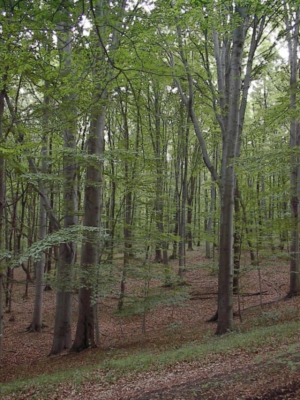 přírodní rezervace Roviny, Diváky (foto Petr Berka)