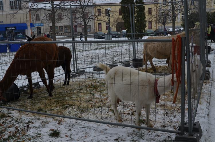 Zvířátka čekala na pochutiny a pohlazení.