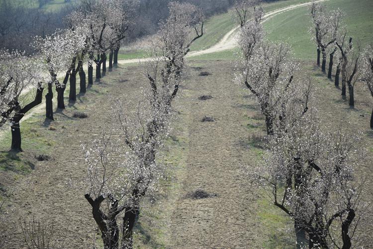 Teplé počasí posledních dnů květům přeje