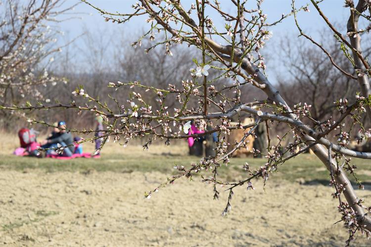 Pohodičky v sadu si den před Slavnostmi mandloní a vína užívají první návštěvníci