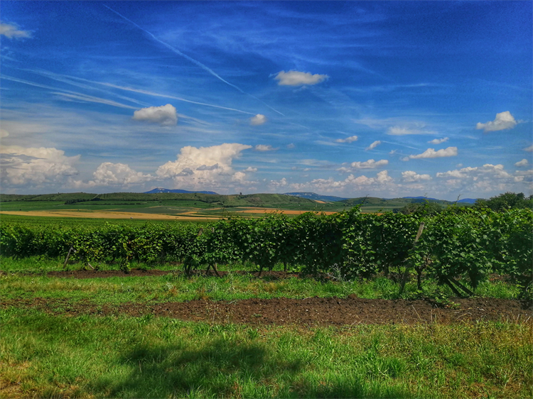 Cesta vinohrady do obce Novosedly