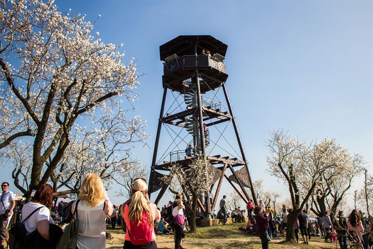 Mandloňové sady a rozhledna