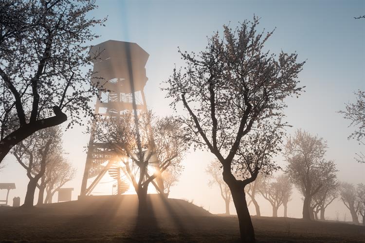 Mandloňové sady a rozhledna