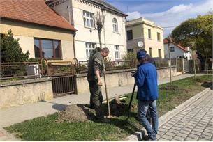 Město se odívá do zelené, první letošní stromy jsou vysazeny