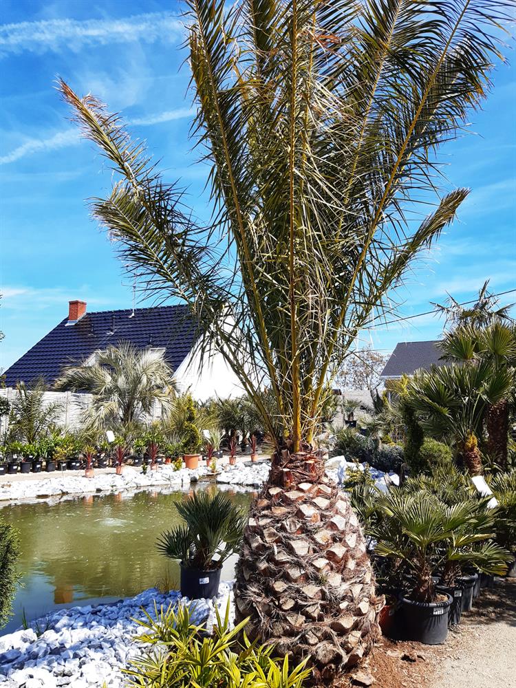 V roce 1986 majitel zahrady vysel svá první semínka palmy datlovníku kanárského. Několik z těchto exemplářů se stále v exotické zahradě v Přibicích nachází.