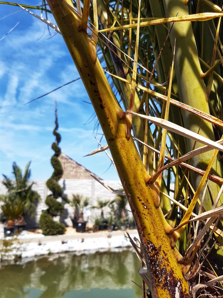 Kolem okrasného jezírka s koi kapry jsou vysazeny vzrostlé palmy trachycarpus fortunei, phoenix canariensis nebo butia odorata. 