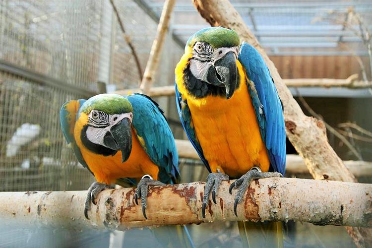 V roce 2017 je v zoo chováno přes 200 kusů papoušků ve více jak 50 druzích.