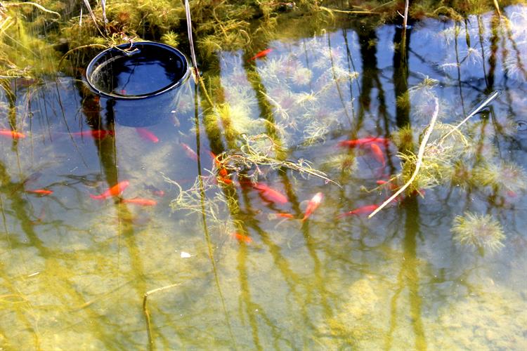 Během roku zde probíhá také několik akcí pro rodiny s dětmi, například Pohádkové arboretum nebo Mikulášská nadílka. 