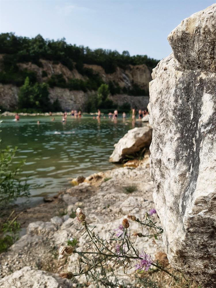 Cenný je zejména zbytek západního úpatí bývalého Janičova vrchu. Zachoval se zde původní skalní trávník s výskytem vzácných a ohrožených druhů, jako jsou například devaterka poléhavá, lipnice bádenská, ožanka horská a zvonek sibiřský.