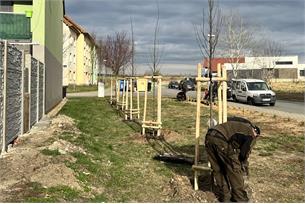 Staré stromy nahrazuje ve městě nová výsadba