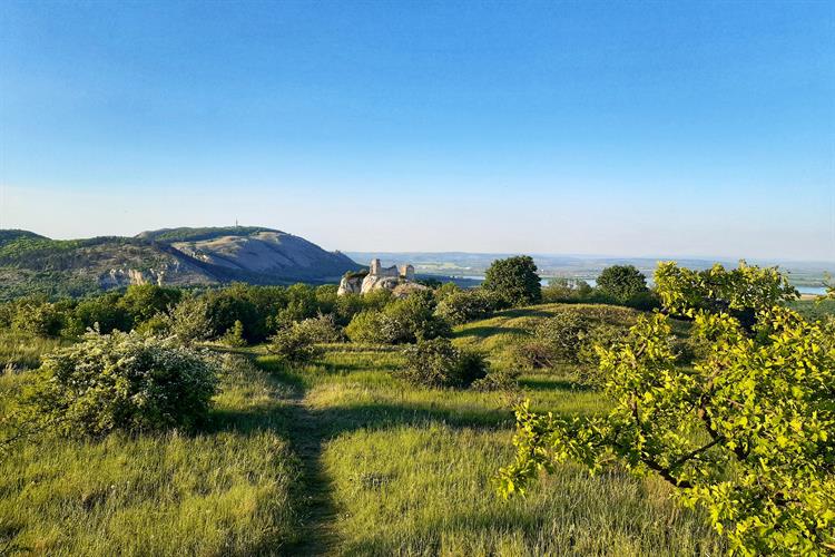 Na vrcholu Stolové hory je planina, na které kdysi v mladší době bronzové stávalo opevněné hradiště.  Pálava leží na severozápadním výběžku Panonské nížiny a je jednou z nejsušších a nejteplejších oblastí. Díky tomu tady rostou a žijí teplomilné druhy rostlin i živočichů, které jinde v Česku najdeme jen velmi vzácně nebo vůbec.  Jedná se např. o diviznu brunátnou nebo třemdavu bílou, která pronikavě citronově voní. Žije tu kriticky ohrožený sysel obecný. Na Stolové hoře je možné spatřit i kudlanku nábožnou nebo vzácnou kobylku ságu. Roste zde i dub pýřitý, zvaný šípák, který má Pálava ve svém znaku.