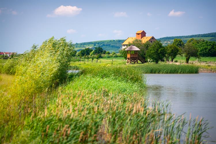 Oblíbený cíl výletů do přírody je biocentrum Ostrůvek. Čítá 13 tůní, ptačí pozorovatelnu, infopanely a říčku prodlouženou o 170 metrů. Ve středověku se zde nacházelo rybolovem vyhlášené jezero. Po něm ovšem zůstalo jen sucho a napřímené koryto potoka. Foto: obec Kobylí