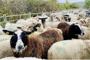 Hustopeče hostily netradiční závody ovládání ovcí