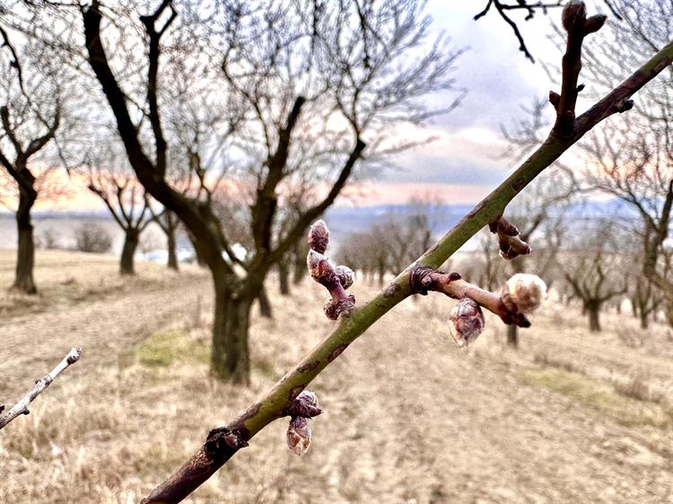 Mandloně v pondělí 6. února 2023